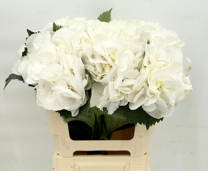 Hydrangea White Import
