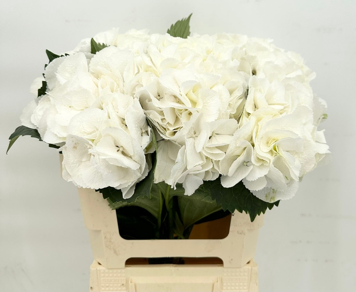 Hydrangea (Import) White