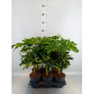 Schefflera arbor. 'Gold Capella'