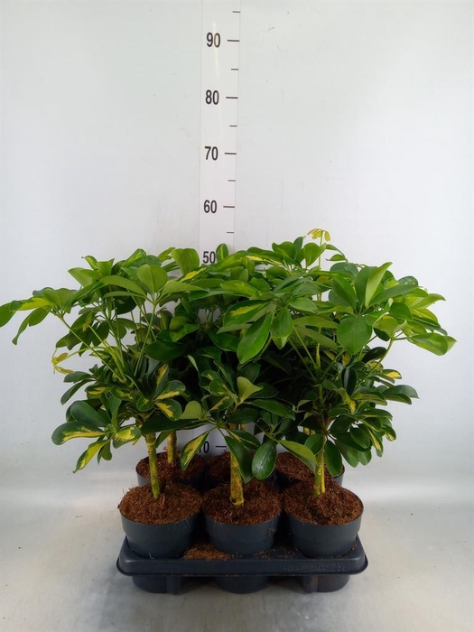 <h4>Schefflera arbor. 'Gold Capella'</h4>