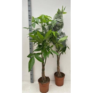 PACHIRA AQUATICA