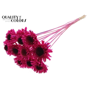 Shola Daisy Sunflower 6cm on stem Lilac
