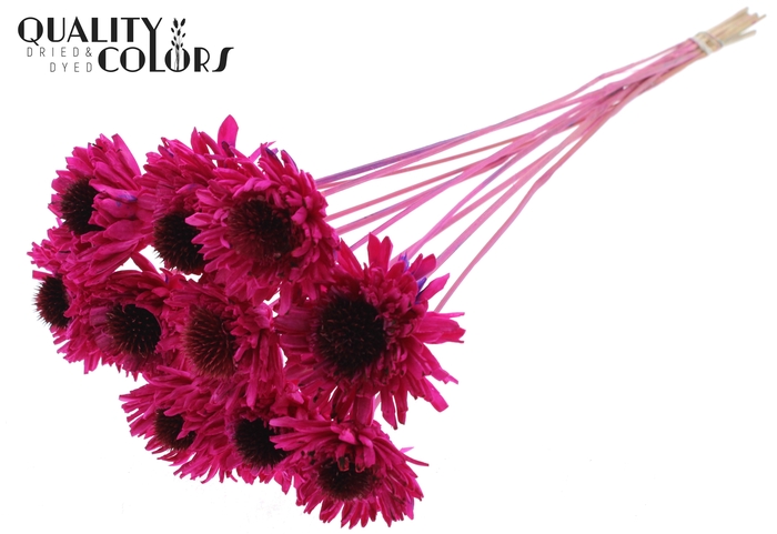 Shola Daisy Sunflower 6cm on stem Lilac