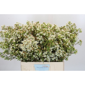 Chamelaucium Dawn Pearl