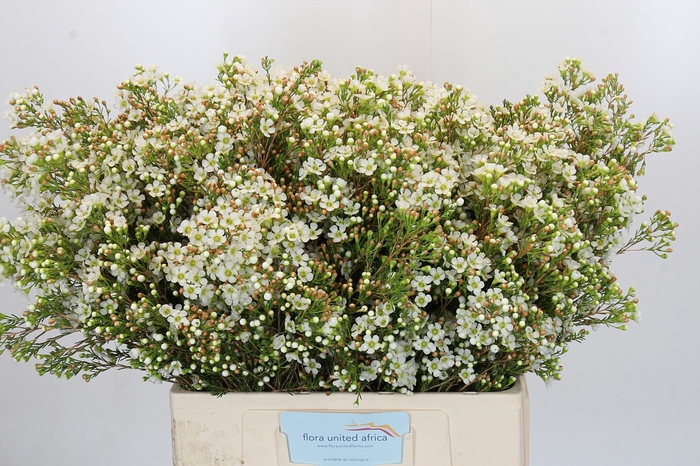 <h4>Chamelaucium Dawn Pearl</h4>