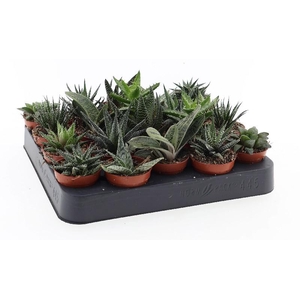 Aloe mini Aloë - mix, AL5001