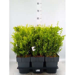 Buxus semp.   ...