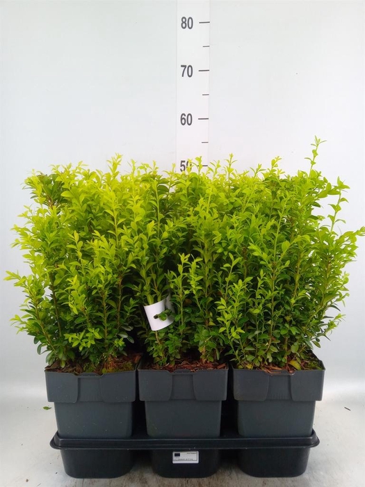 <h4>Buxus semp.   ...</h4>
