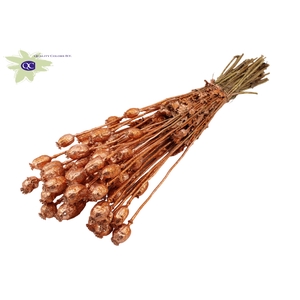 Papaver per bunch Copper + Glitter