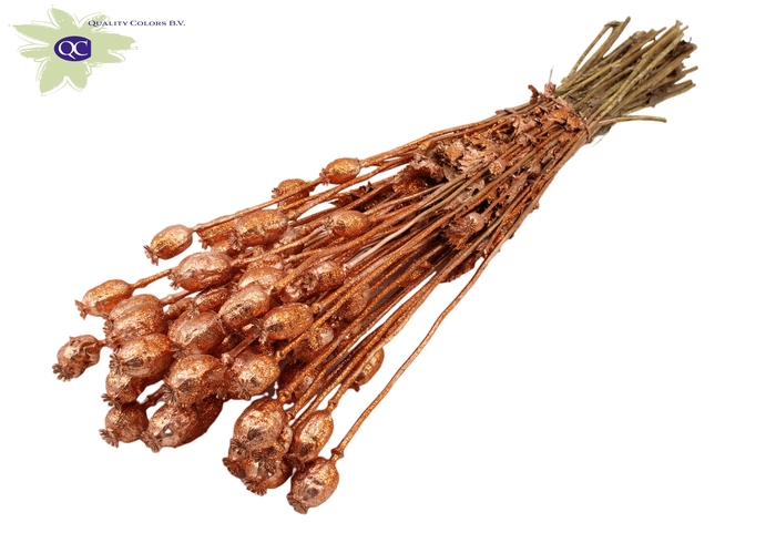 <h4>Papaver per bunch Copper + Glitter</h4>