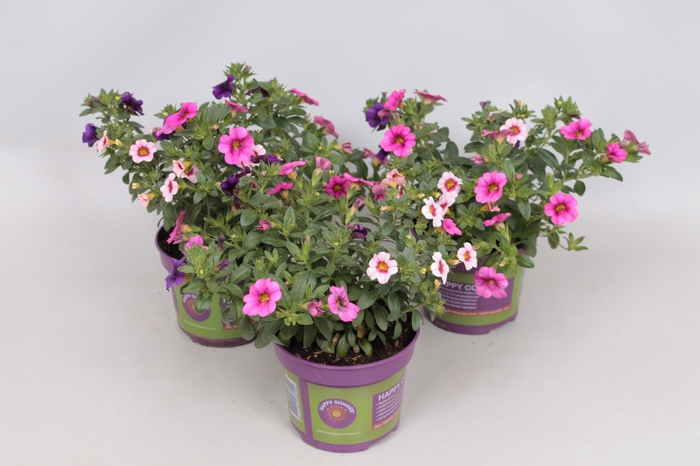 Happy Colours Calibrachoa Trixi Pastel