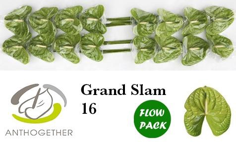<h4>Anthurium Grand Slam</h4>
