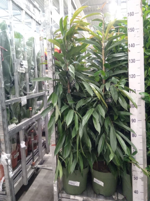 <h4>Ficus binn. 'Amstel King'</h4>