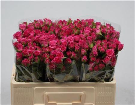 <h4>R Tr Lianne</h4>