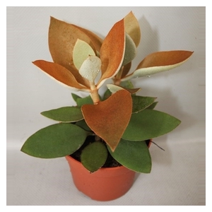 196 Kalanchoe Orgyalis 12 cm