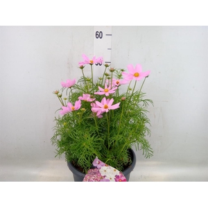 Cosmos bipinnatus 'Sonata Pink'