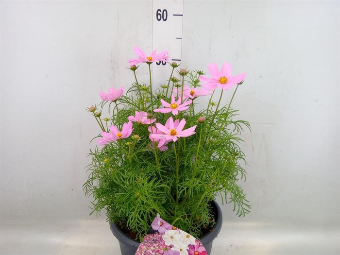 <h4>Cosmos bipinnatus 'Sonata Pink'</h4>