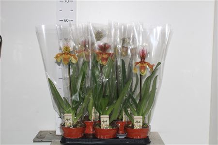 <h4>Paph Amerika Hyb Gem</h4>