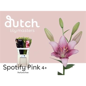 Li La Spotify Pink 4+