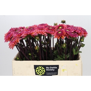 Dahlia Daisy Duke
