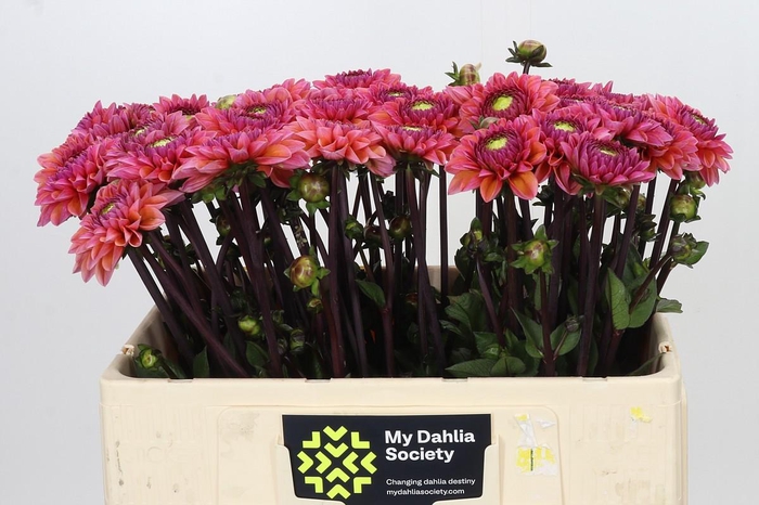 <h4>Dahlia Daisy Duke</h4>