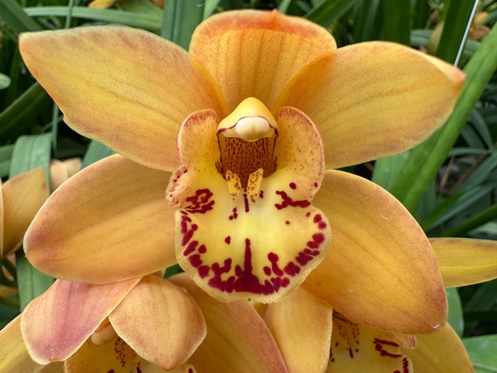 <h4>Cymbidium mini Orange Beauty</h4>