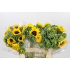 Helianthus Orange Fire