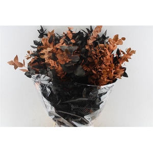 Euca Cinerea Halloween 300 Gram