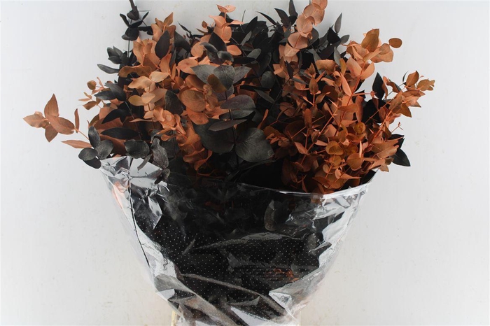 <h4>Euca Cinerea Halloween 300 Gram</h4>