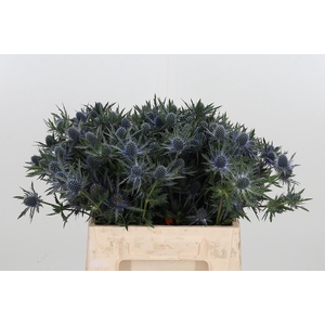 Eryn Orion Kl Bh Goud