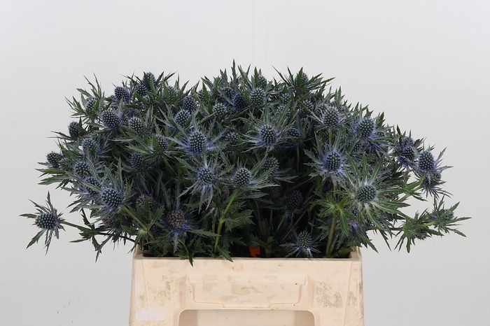 <h4>Eryn Orion Kl Bh Goud</h4>