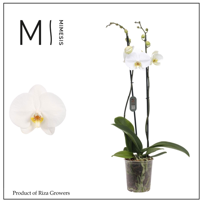 <h4>Phalaenopsis White Bigflower 2 spike - 12cm | Mimesis</h4>