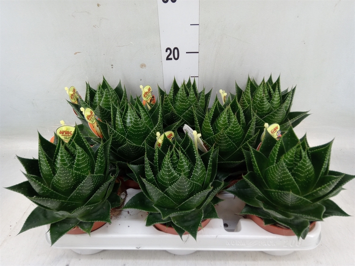 <h4>Aloe aristata 'Cosmo'</h4>