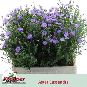Ast Cassandra
