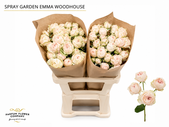 Rosa Spray Garden Emma Woodhouse