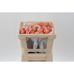 Ran Peach Ecu 45cm