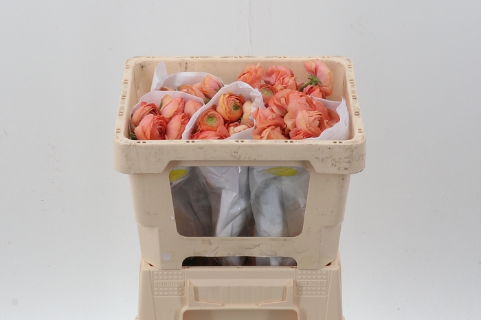 <h4>Ran Peach Ecu 45cm</h4>