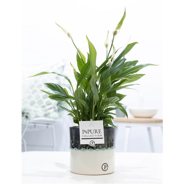 Spathiphyllum in P&PURE Illusion cer. (perfectly imperfectable)