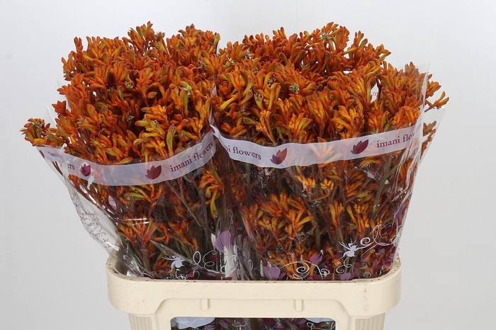 <h4>Anigozanthos Orange</h4>
