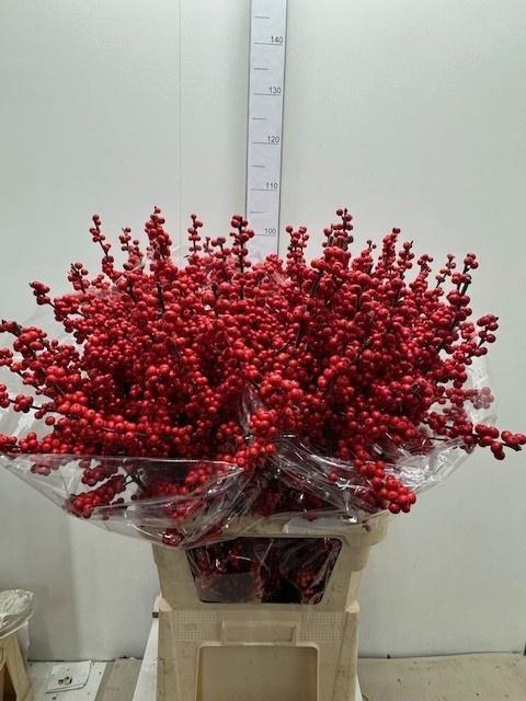 <h4>ILEX VE RODE BES</h4>