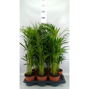 Dypsis lutescens   ...Chrysalidoca