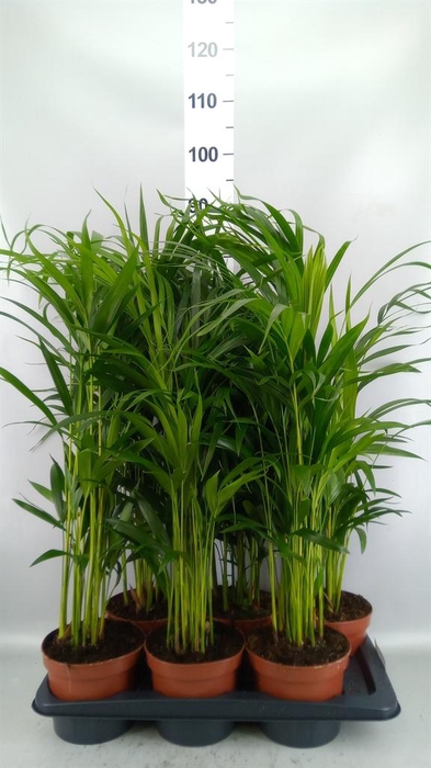 <h4>Dypsis lutescens   ...Chrysalidoca</h4>