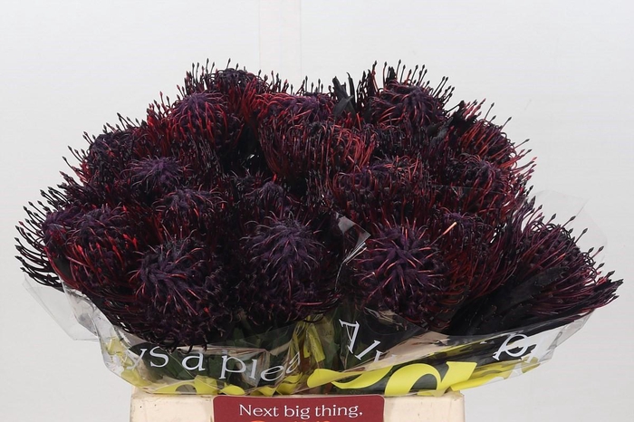 <h4>Nutans Painted Aubergine</h4>