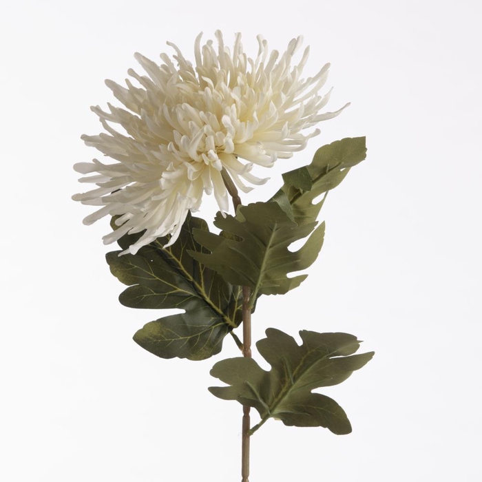 <h4>AF Chrys Spider L73cm Cream</h4>