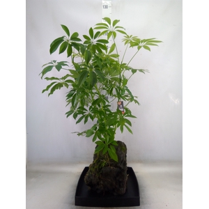 Arr.   Kamerplant Groen H%