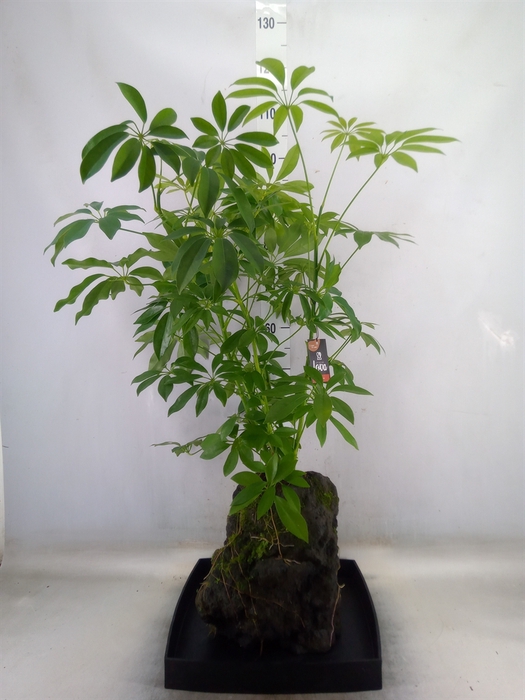 <h4>Arr.   Kamerplant Groen H%</h4>