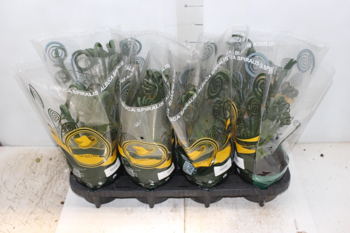<h4>ALBUCA SPIRALIS P14 SEM FLOR</h4>