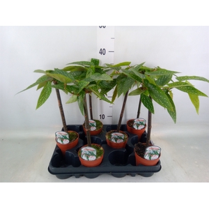 Begonia  'Tamaya'