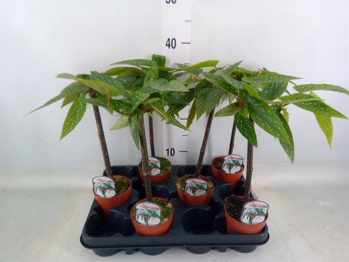 <h4>Begonia  'Tamaya'</h4>