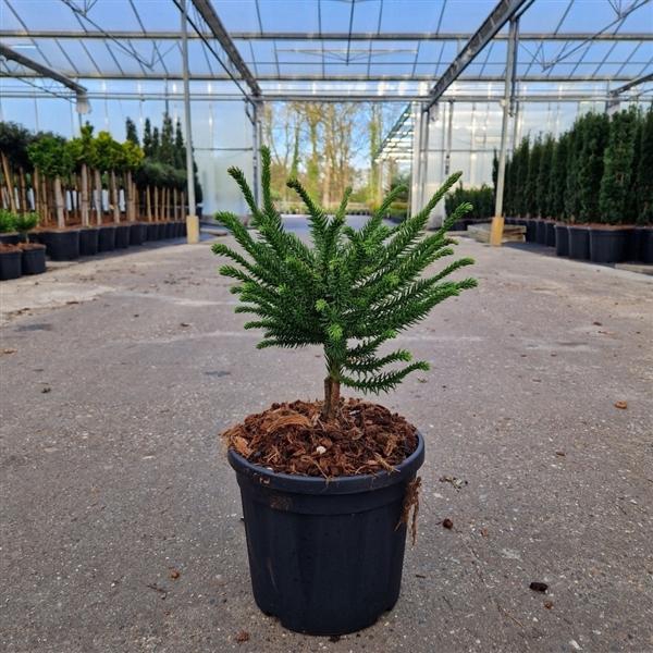 <h4>Cryptomeria jap. 'Dinger'</h4>